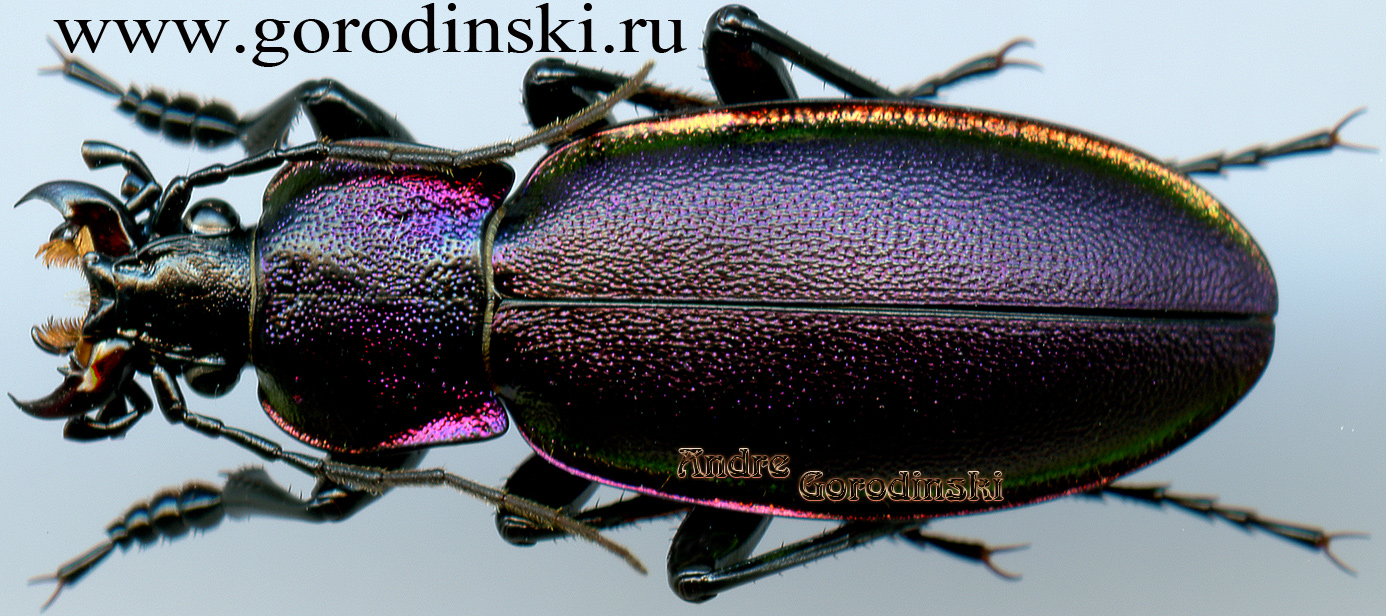 http://www.gorodinski.ru/carabus/Megodontus aurolimbatus castaneipennis.jpg